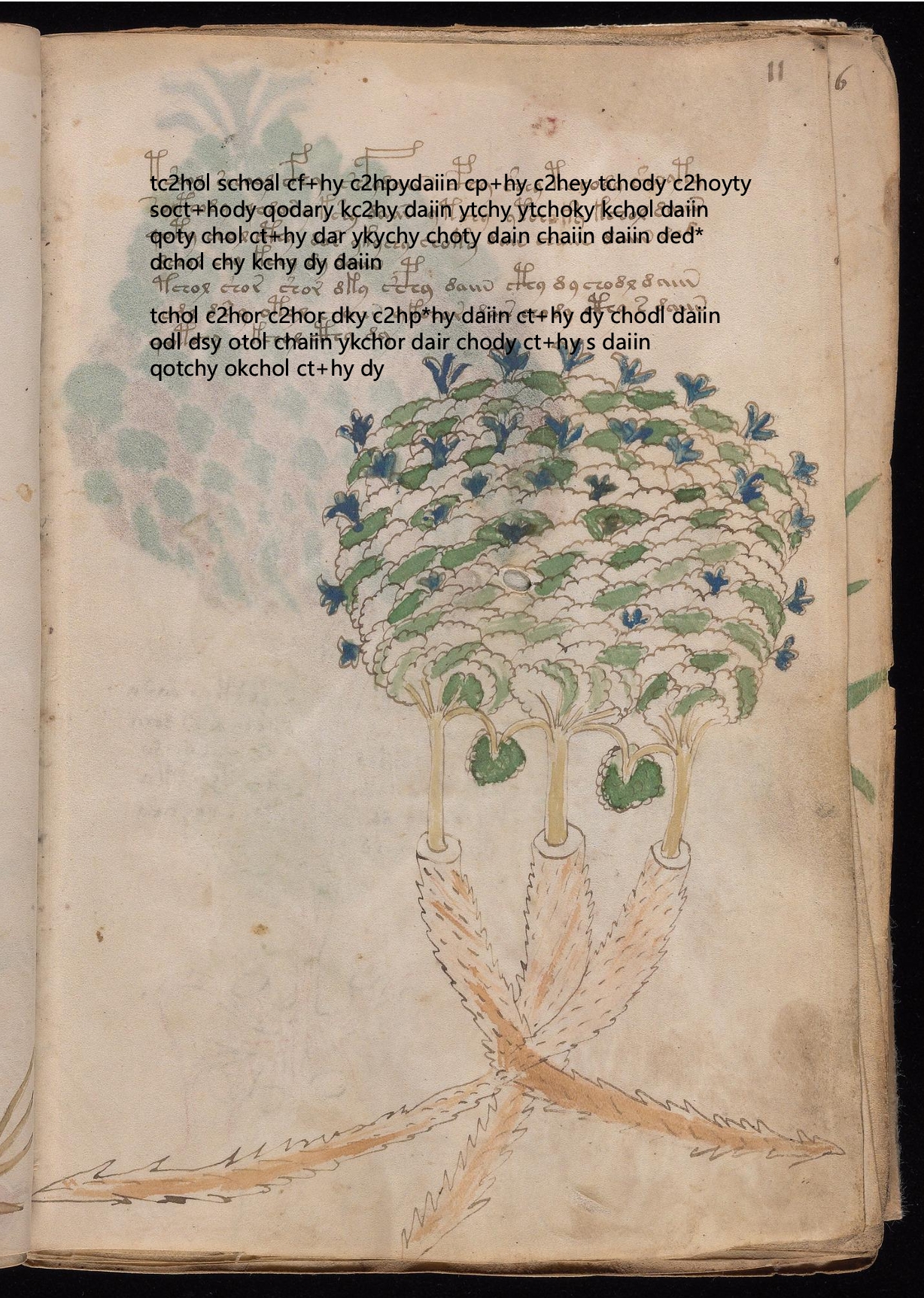 Folio 11r glyph overlay on parchment